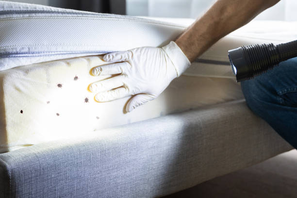 Best Wasp Removal Services  in Eastern Goleta Valley, CA