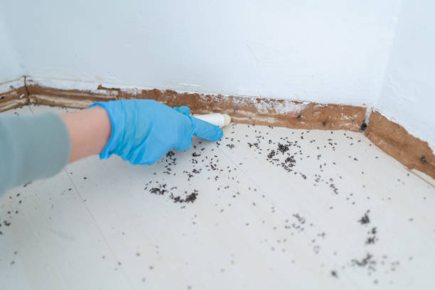 Best Rat Extermination Near Me  in Eastern Goleta Valley, CA